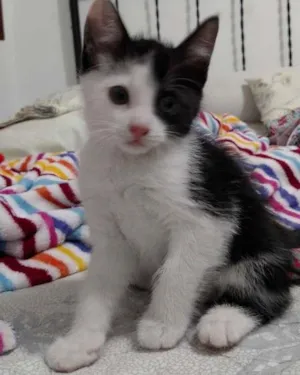 Gato raça  idade 2 a 6 meses nome Trakinas