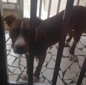 Cachorro raça Pit bul  idade 7 a 11 meses nome Belle