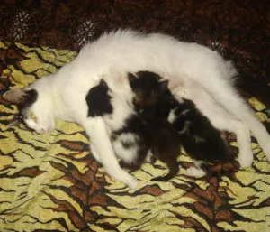 Gato raça Vira lata idade Abaixo de 2 meses nome Melissa e dani