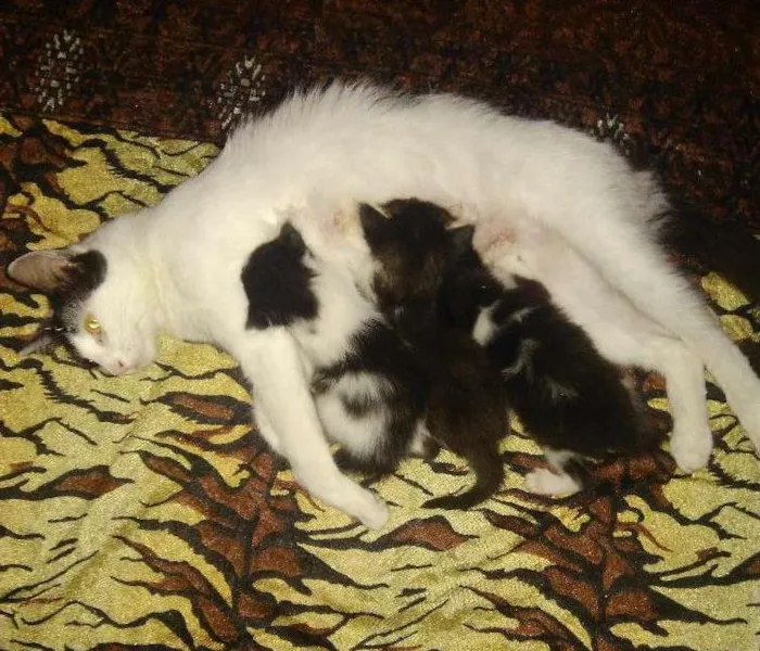 Gato ra a Vira lata idade Abaixo de 2 meses nome Melissa e dani
