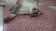malu