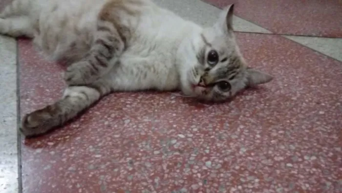 Gato ra a Angorá idade 2 a 6 meses nome malu