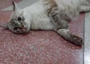 Gato raça Angorá idade 2 a 6 meses nome malu
