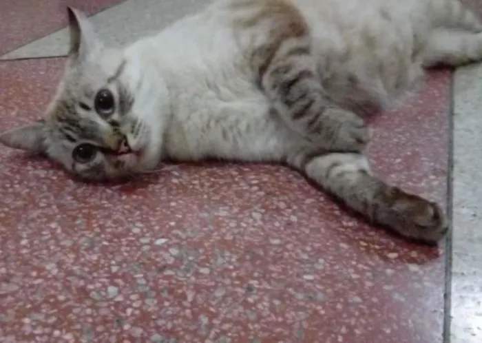 Gato ra a Angorá idade 2 a 6 meses nome malu