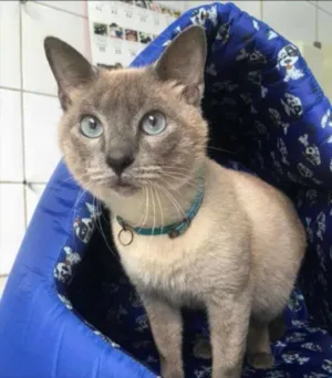 Gato raça Mestiço idade 1 ano nome Oliver