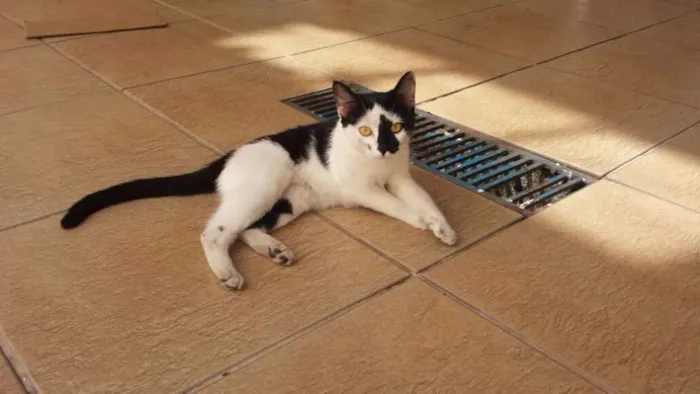 Gato ra a SRD idade 2 a 6 meses nome Liz