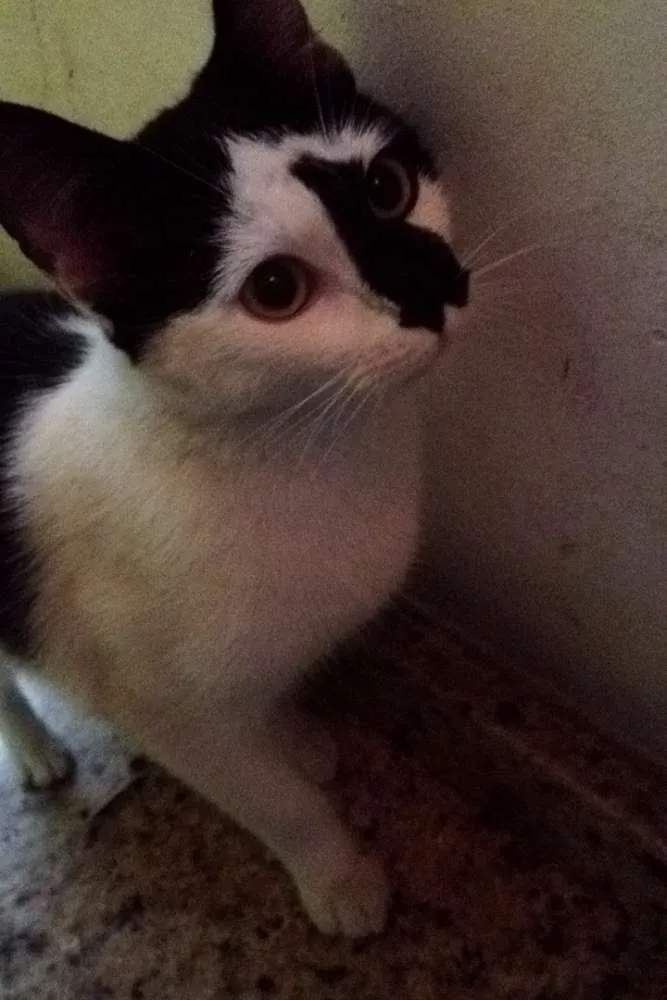 Gato ra a SRD idade 2 a 6 meses nome Liz