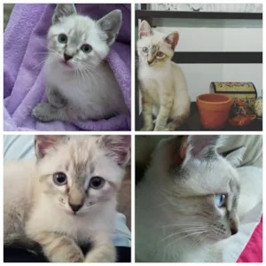Gato raça SRD idade 2 a 6 meses nome Fluffy