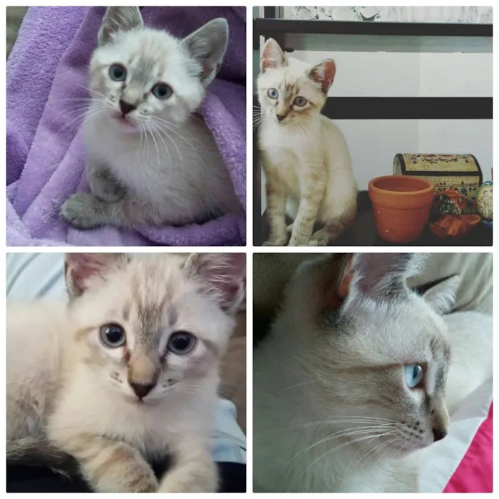 Gato ra a SRD idade 2 a 6 meses nome Fluffy
