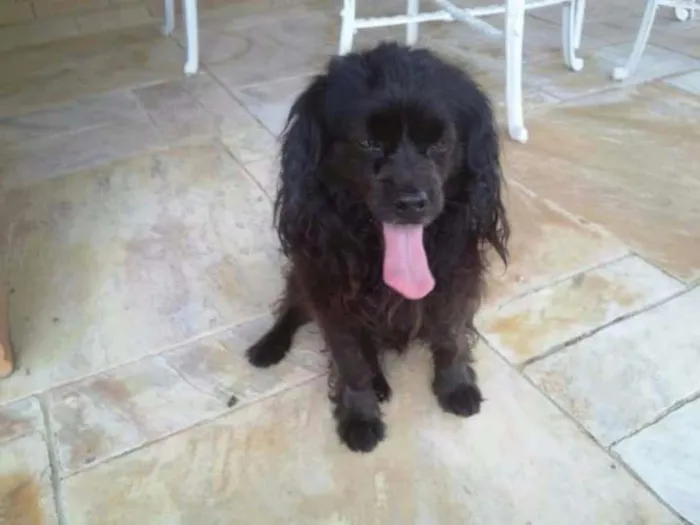 Cachorro ra a SRD idade 6 ou mais anos nome TINA