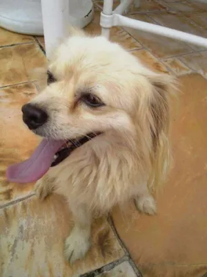 Cachorro raça SRD idade 6 ou mais anos nome SUNNY