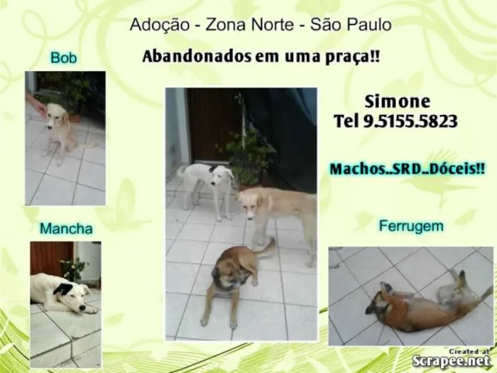 Cachorro ra a SRD idade 2 anos nome Abandonados Z norte