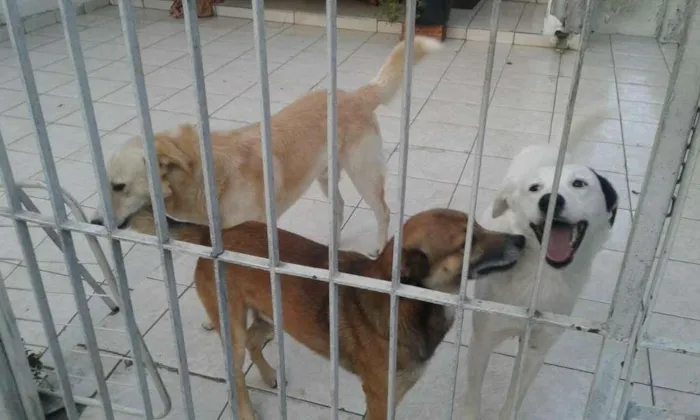 Cachorro ra a SRD idade 2 anos nome Abandonados Z norte