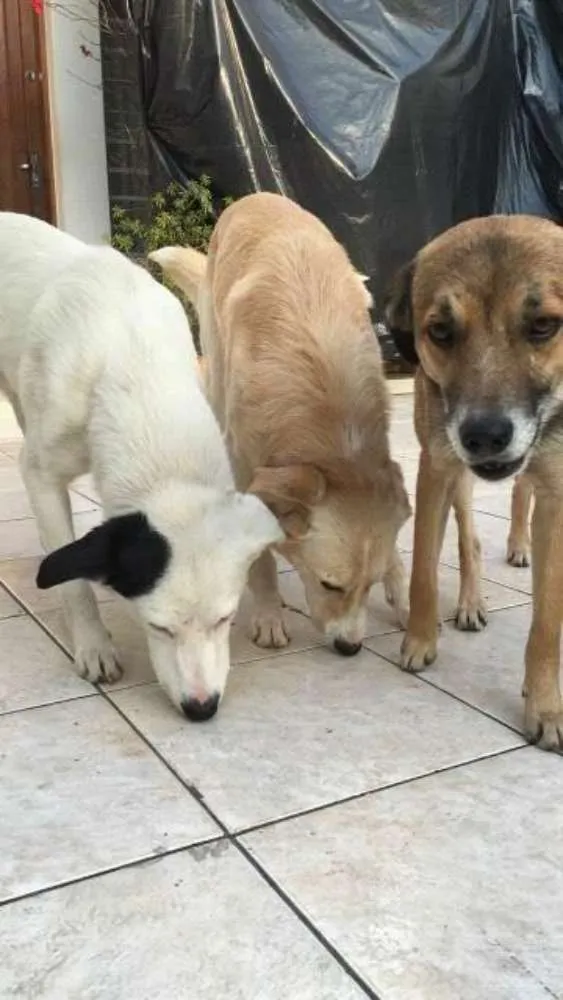 Cachorro ra a SRD idade 2 anos nome Abandonados Z norte