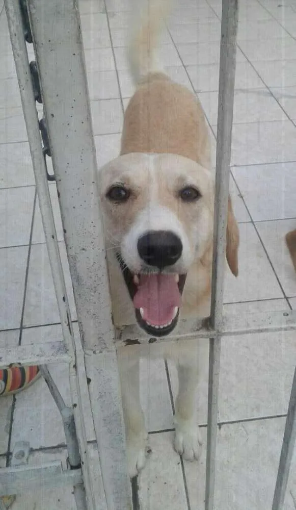 Cachorro ra a SRD idade 2 anos nome Abandonados Z norte