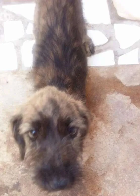 Cachorro ra a SRD idade 2 a 6 meses nome Luna