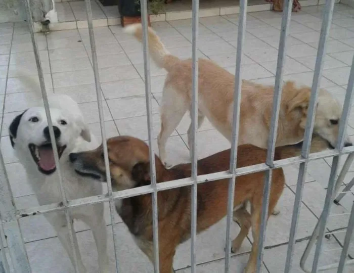 Cachorro ra a SRD idade 2 anos nome Abandonados Z norte