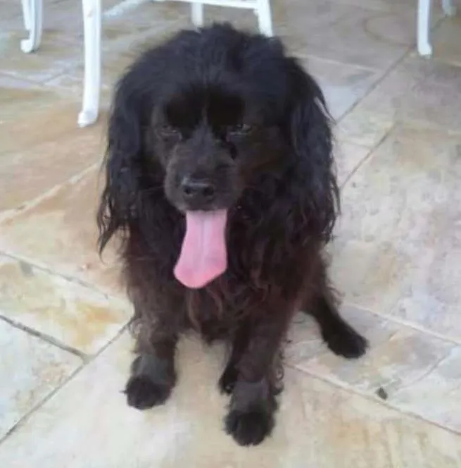 Cachorro ra a SRD idade 6 ou mais anos nome TINA