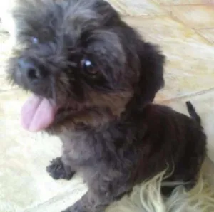Cachorro raça Shitzu idade 6 ou mais anos nome REX