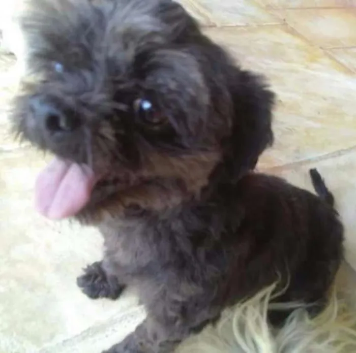 Cachorro ra a Shitzu idade 6 ou mais anos nome REX