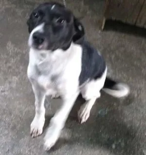 Cachorro raça Virá lata idade 2 a 6 meses nome Espake