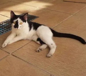 Gato raça SRD idade 2 a 6 meses nome Liz