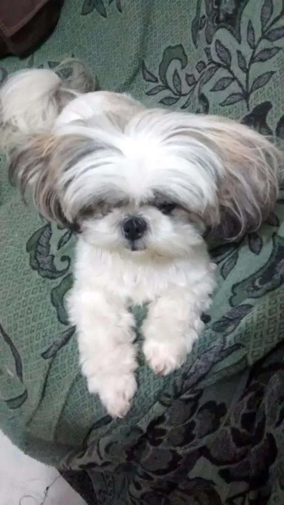 Cachorro ra a Shi Tzu idade 1 ano nome Não sei