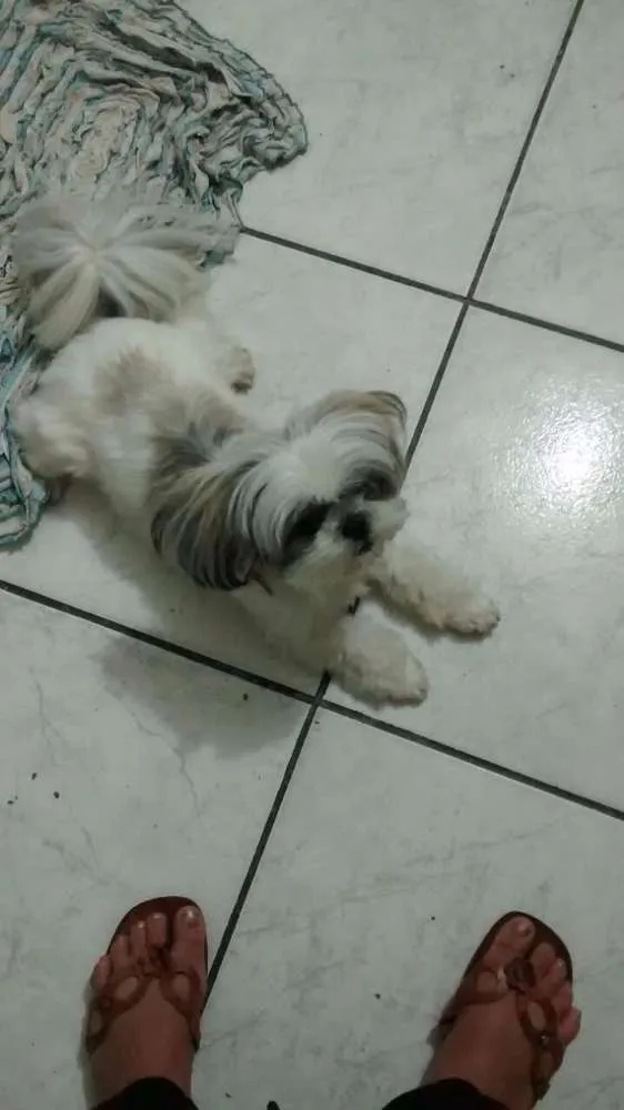 Cachorro ra a Shi Tzu idade 1 ano nome Não sei