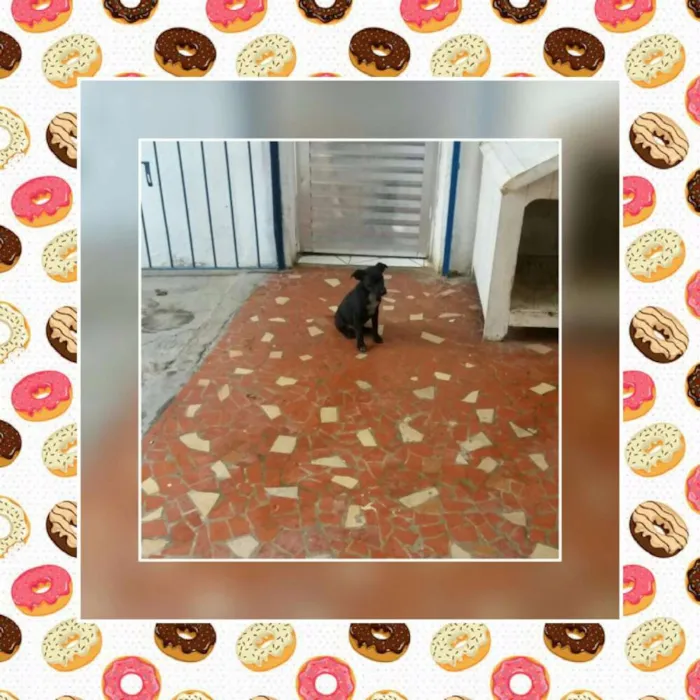 Cachorro ra a SRD idade 2 a 6 meses nome THOR