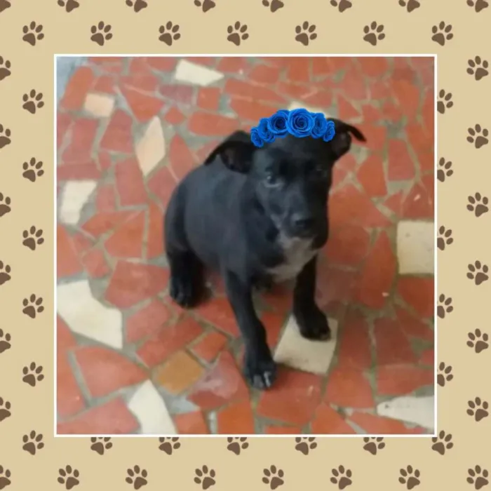 Cachorro ra a SRD idade 2 a 6 meses nome THOR