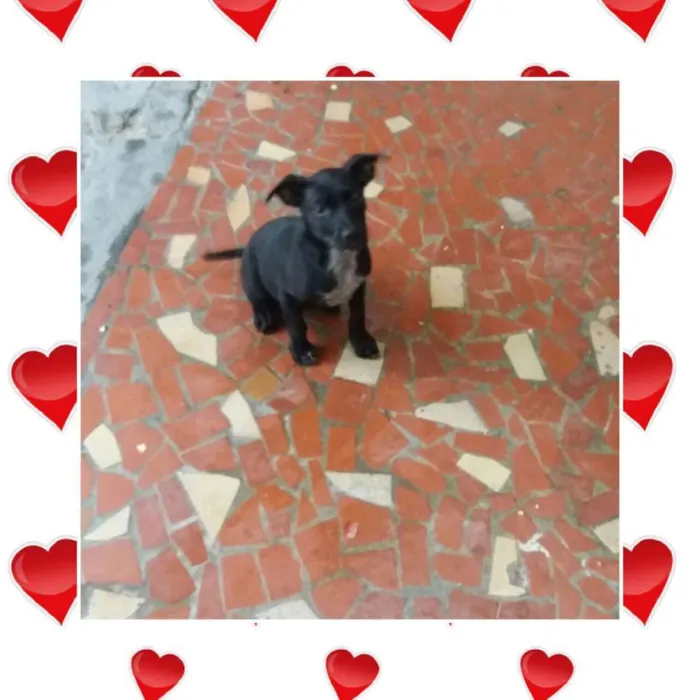 Cachorro ra a SRD idade 2 a 6 meses nome THOR