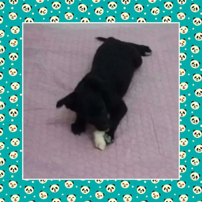 Cachorro ra a SRD idade 2 a 6 meses nome THOR
