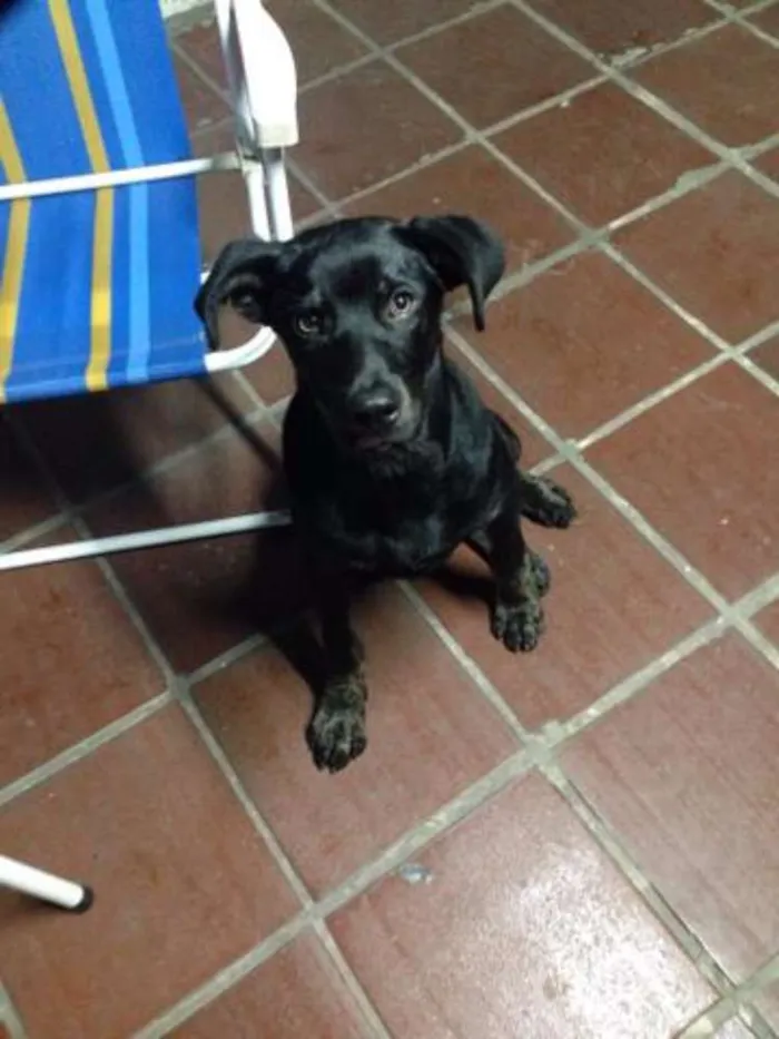 Cachorro ra a  idade  nome Faruk