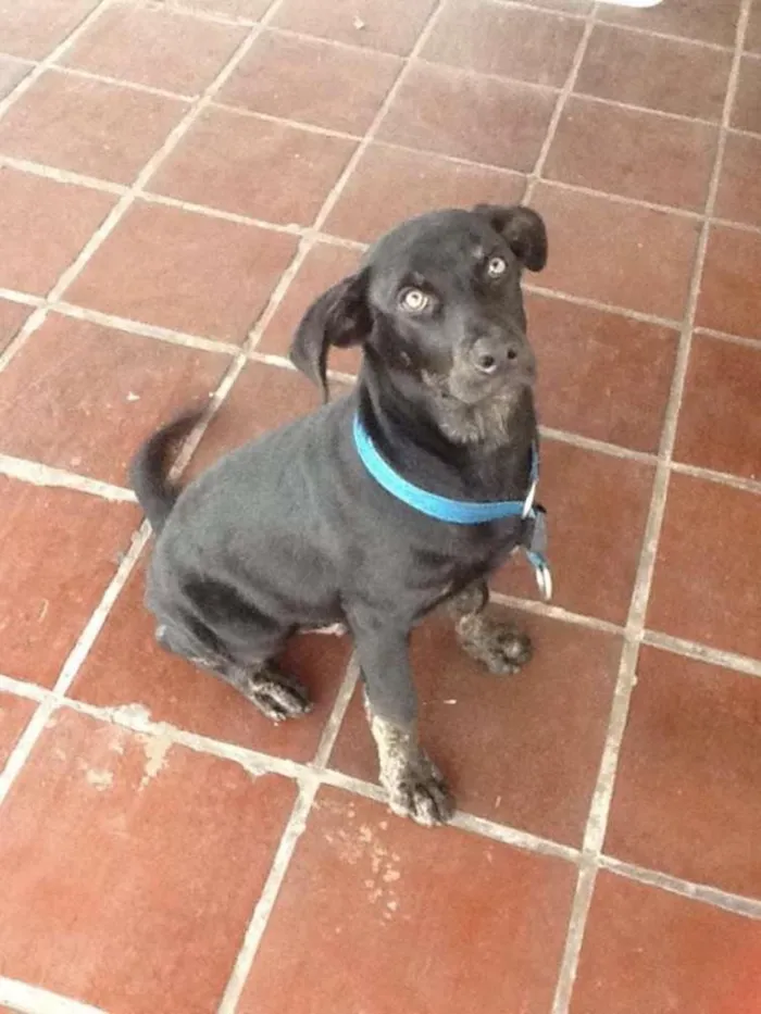 Cachorro ra a  idade  nome Faruk