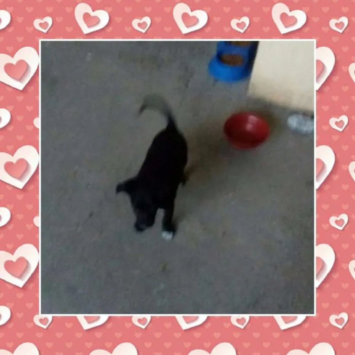Cachorro ra a SRD idade 2 a 6 meses nome NINA 