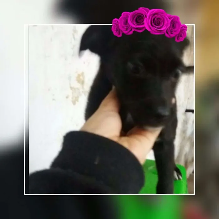 Cachorro ra a SRD idade 2 a 6 meses nome NINA 