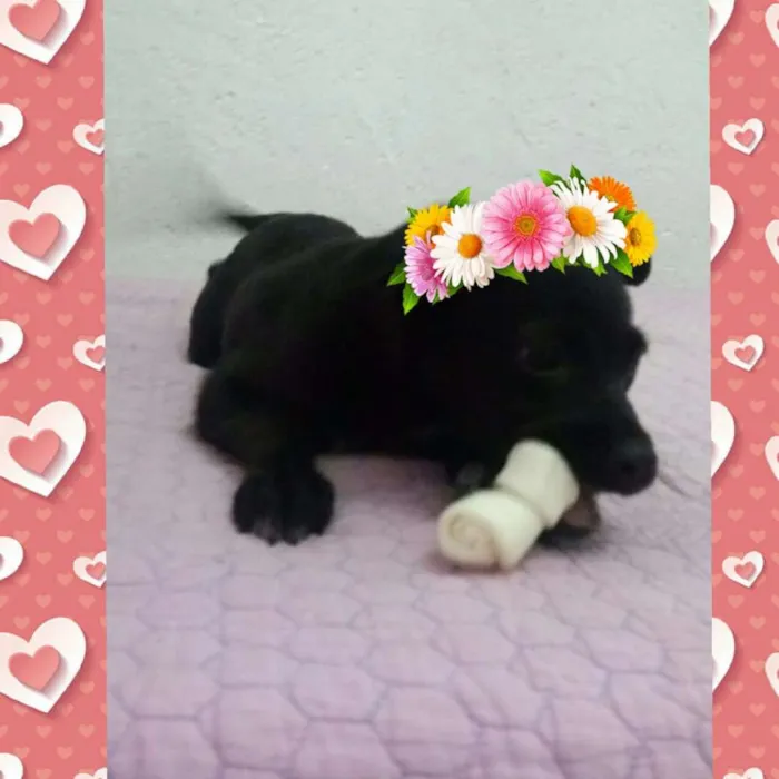 Cachorro ra a SRD idade 2 a 6 meses nome NINA 