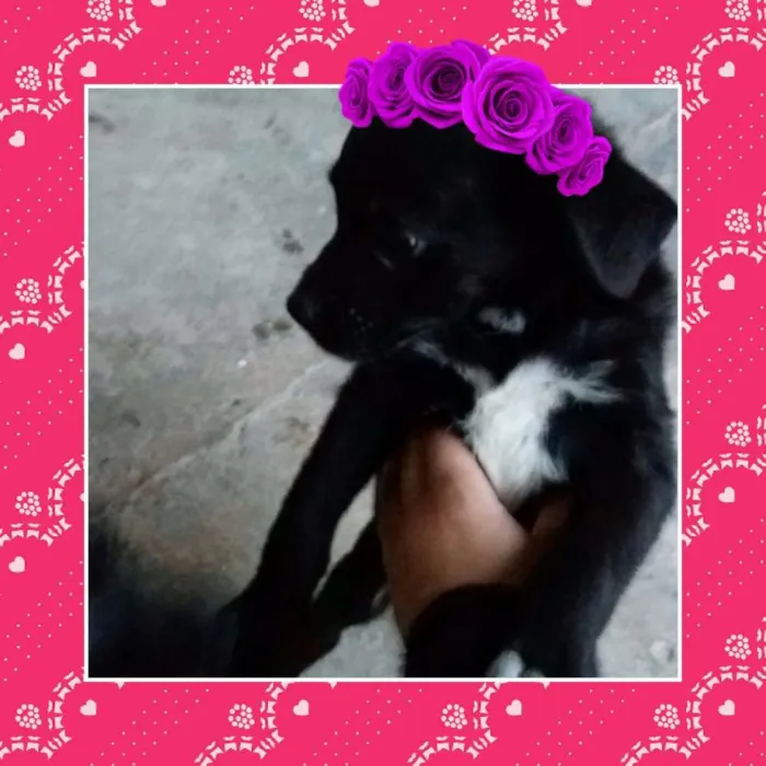 Cachorro ra a SRD idade 2 a 6 meses nome NINA 