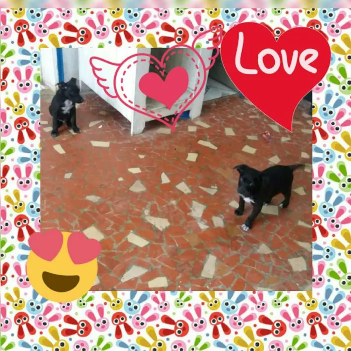 Cachorro ra a SRD idade 2 a 6 meses nome THOR