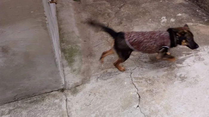 Cachorro ra a SRD idade 7 a 11 meses nome Thor