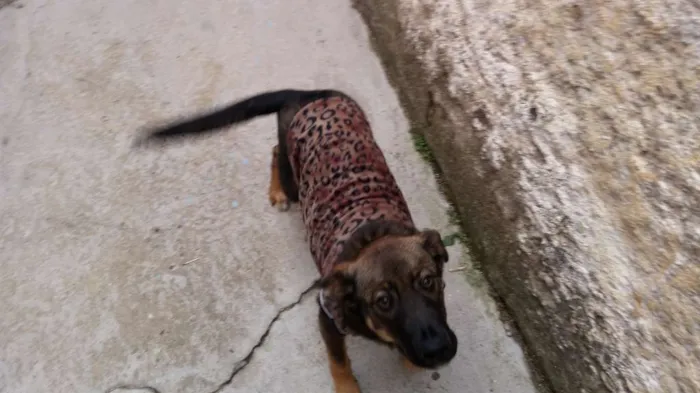 Cachorro ra a SRD idade 7 a 11 meses nome Thor