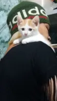 Milu