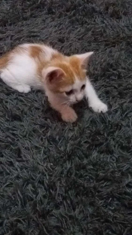 Gato ra a  idade 2 a 6 meses nome Milu
