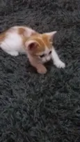 Milu