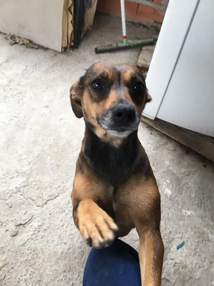 Cachorro ra a Sem raça definida idade 4 anos nome Dalila