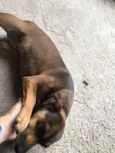 Dalila
