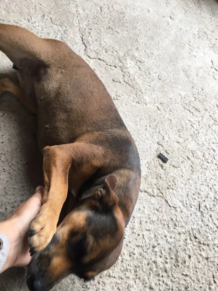 Cachorro ra a Sem raça definida idade 4 anos nome Dalila