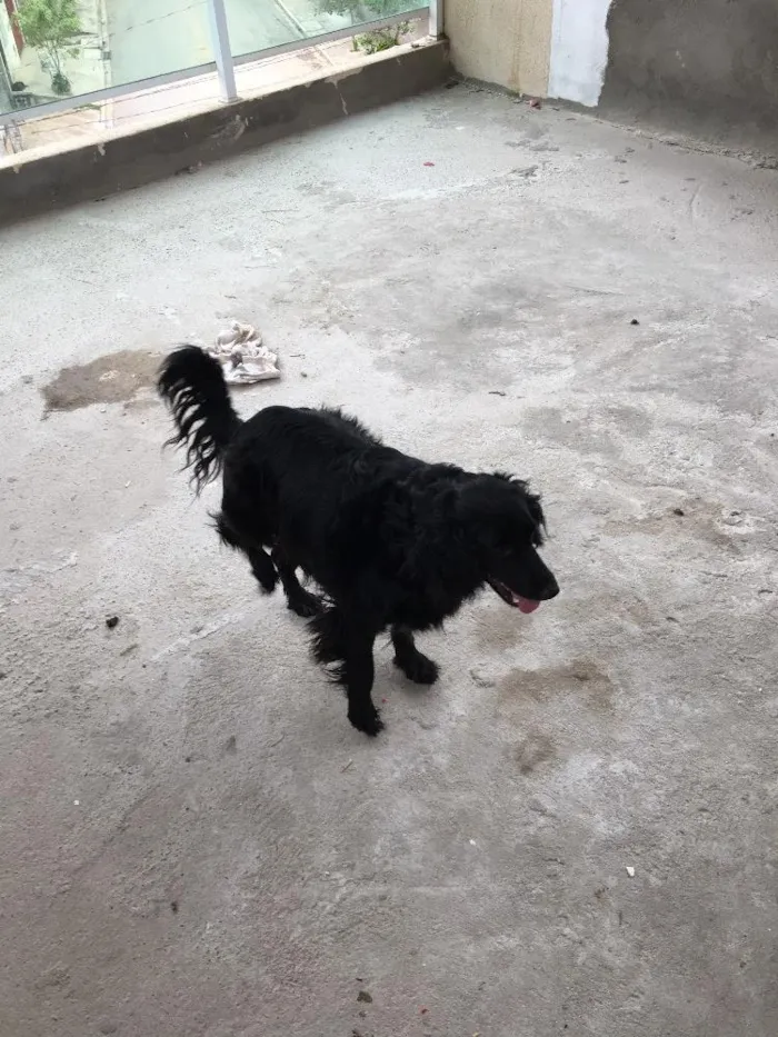 Cachorro ra a Sem raça definida idade 4 anos nome Lara