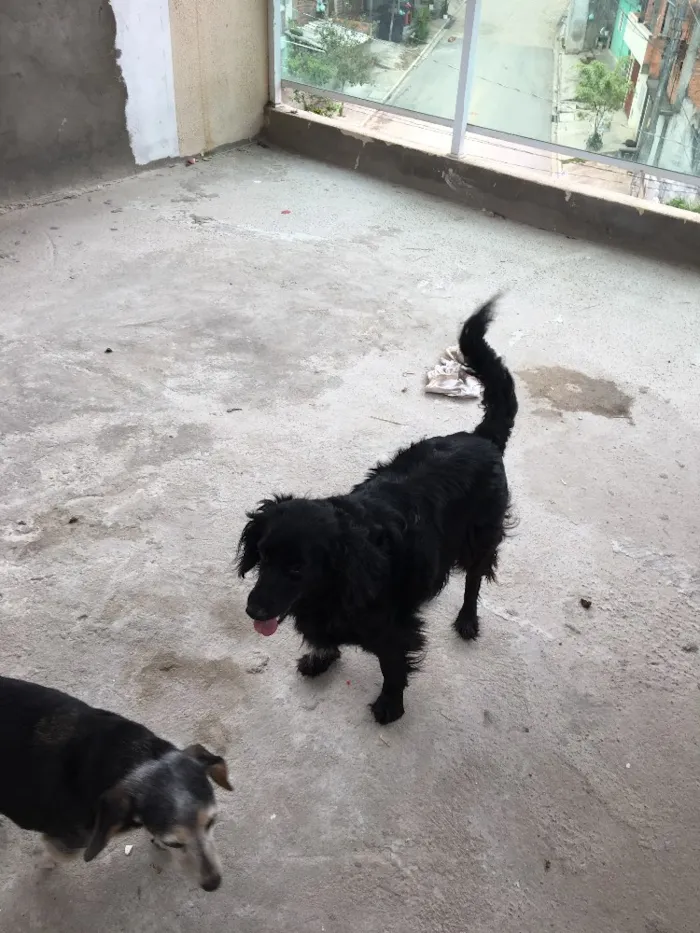 Cachorro ra a Sem raça definida idade 4 anos nome Lara