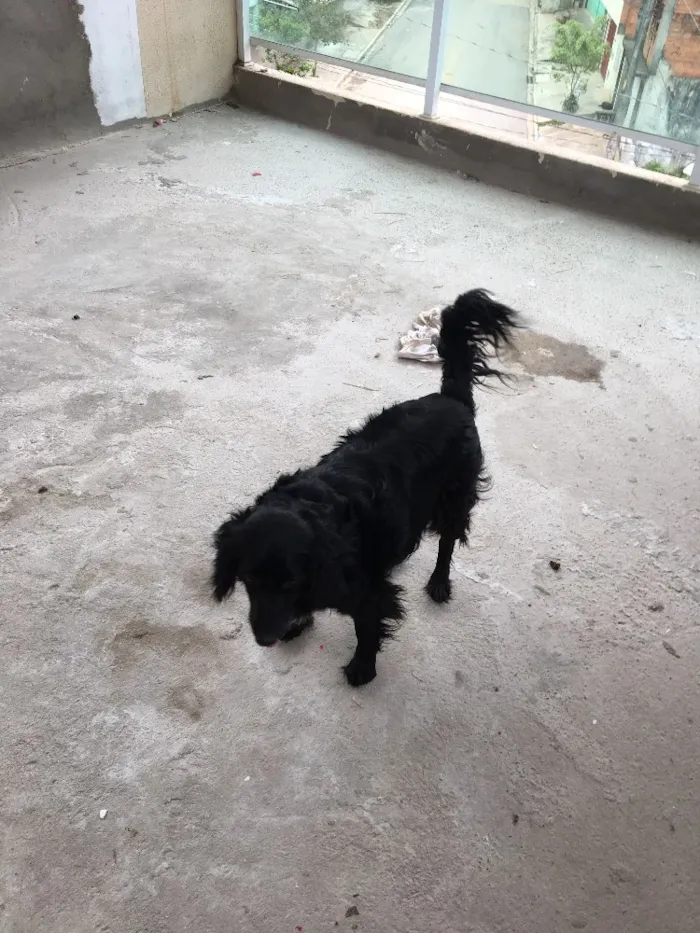 Cachorro ra a Sem raça definida idade 4 anos nome Lara